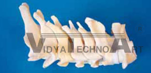 Spine section, cervical